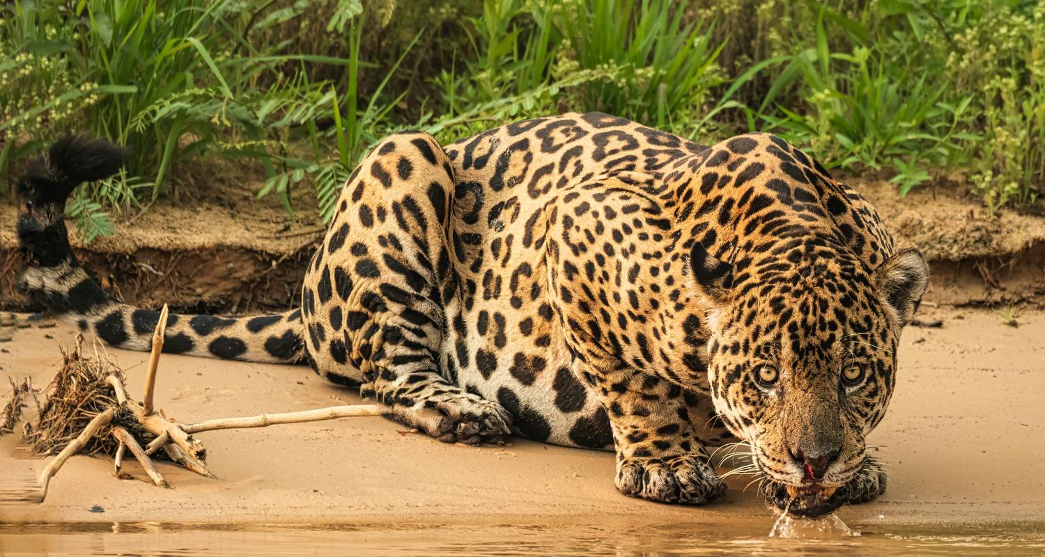 Safari Rondreizen in Latijns-Amerika