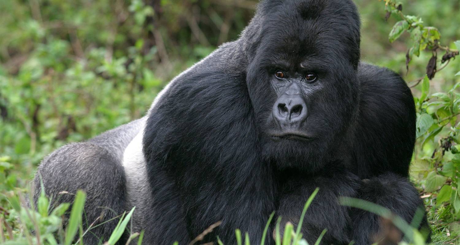 Rwanda et Ouganda : Treks et randonnées