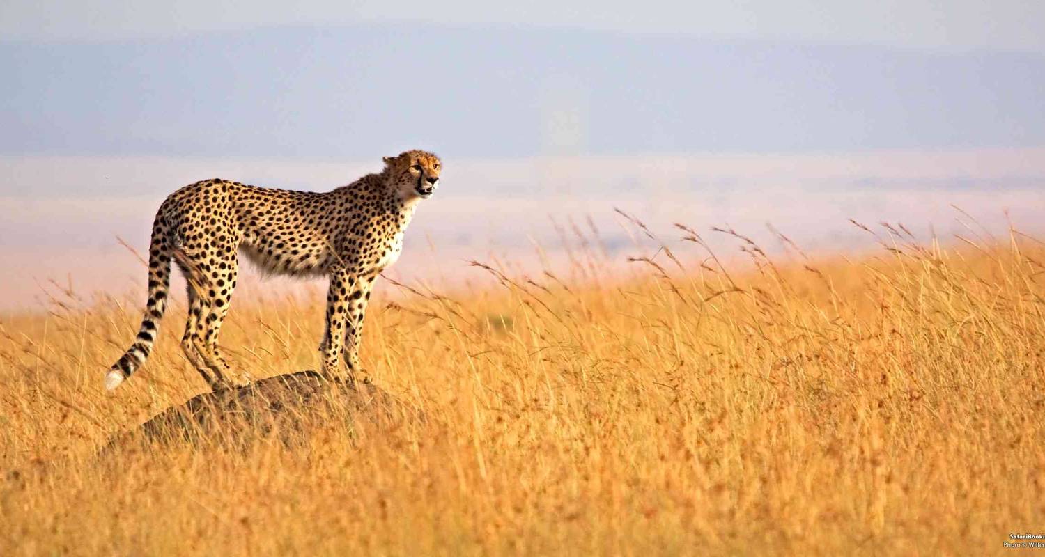 Van Maasai Mara Nationaal Reservaat naar Nairobi Reizen en Tours