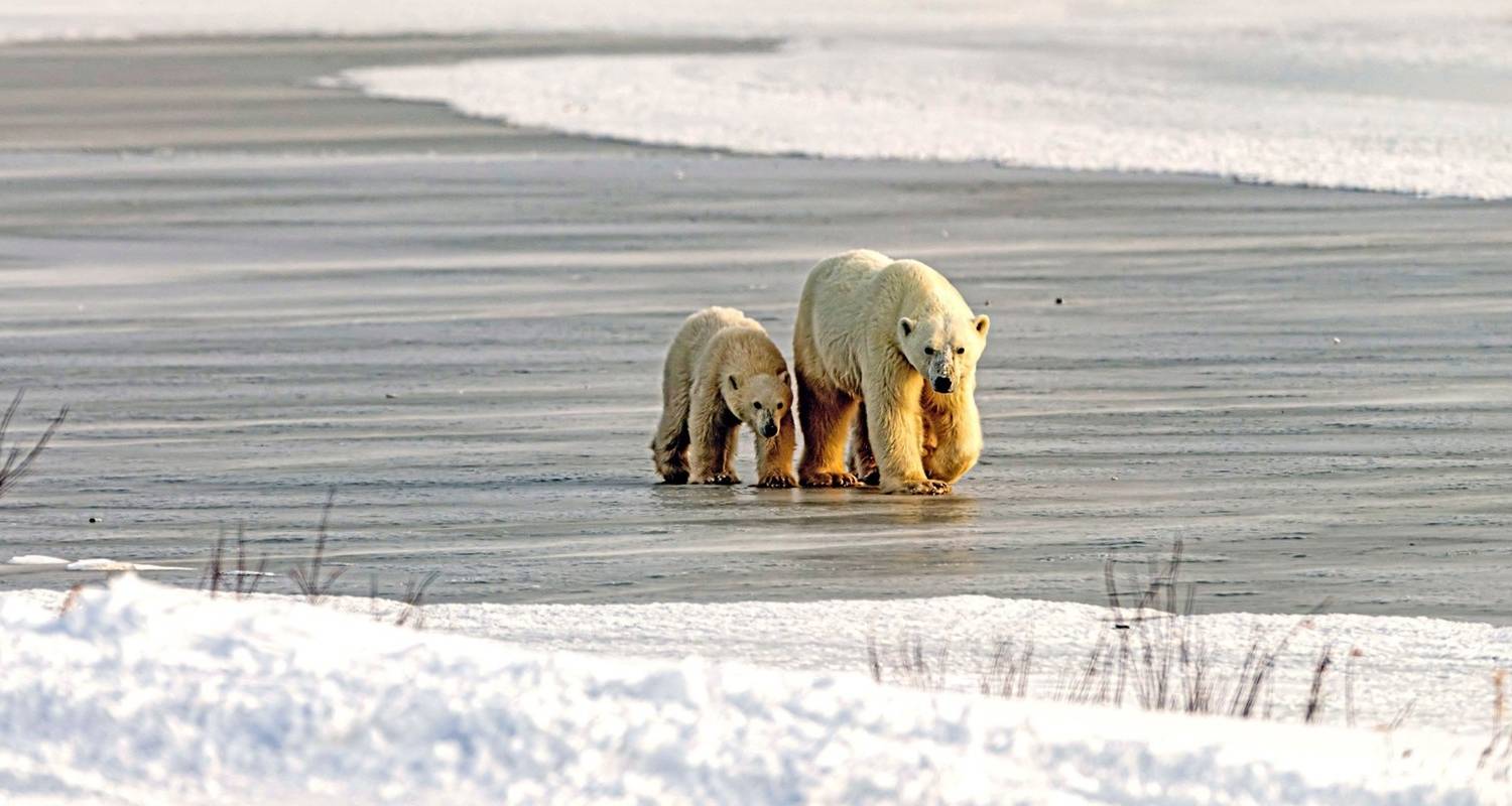 Polar Tours & Trips in Canada and USA