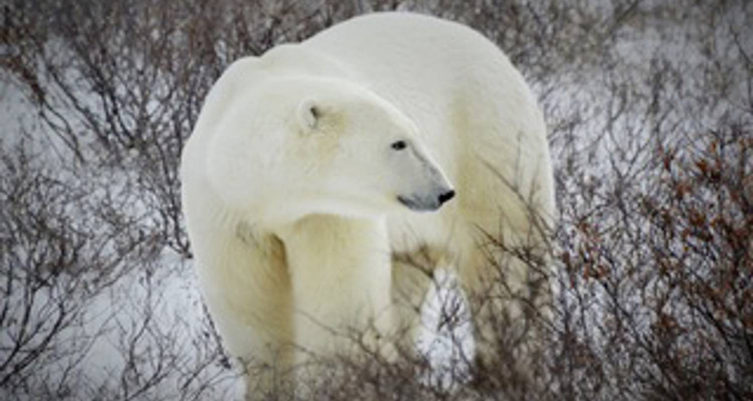 Canada Rondreizen in November 2026