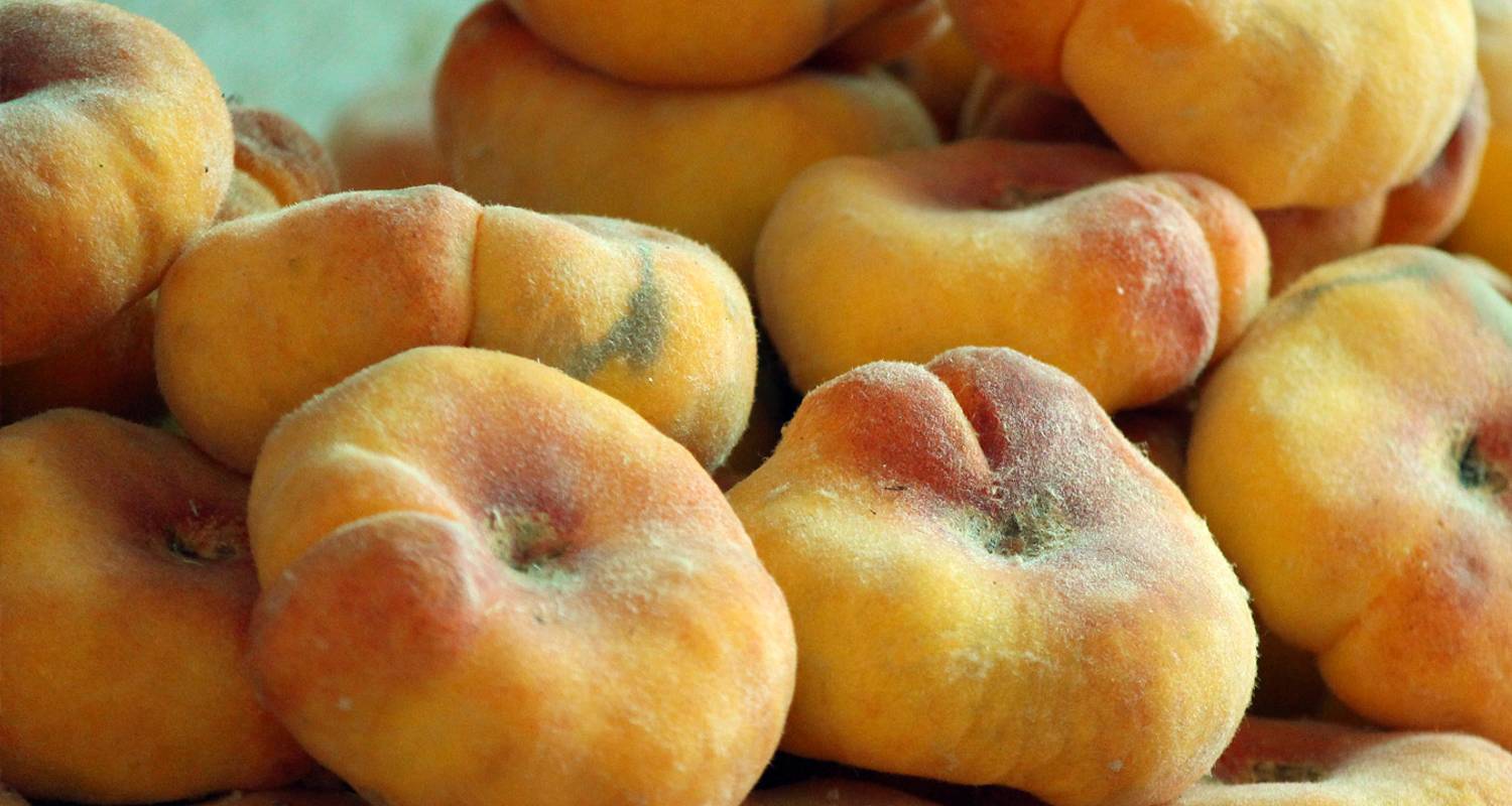 Tashkent Tours & Trips