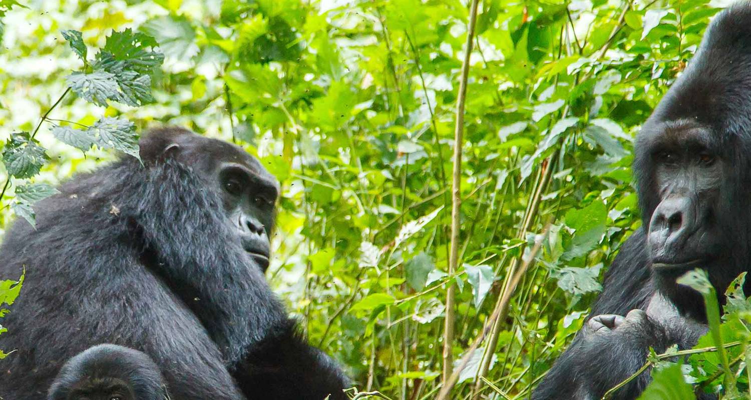 Lokaal Wonen Rondreizen in Victoria Falls