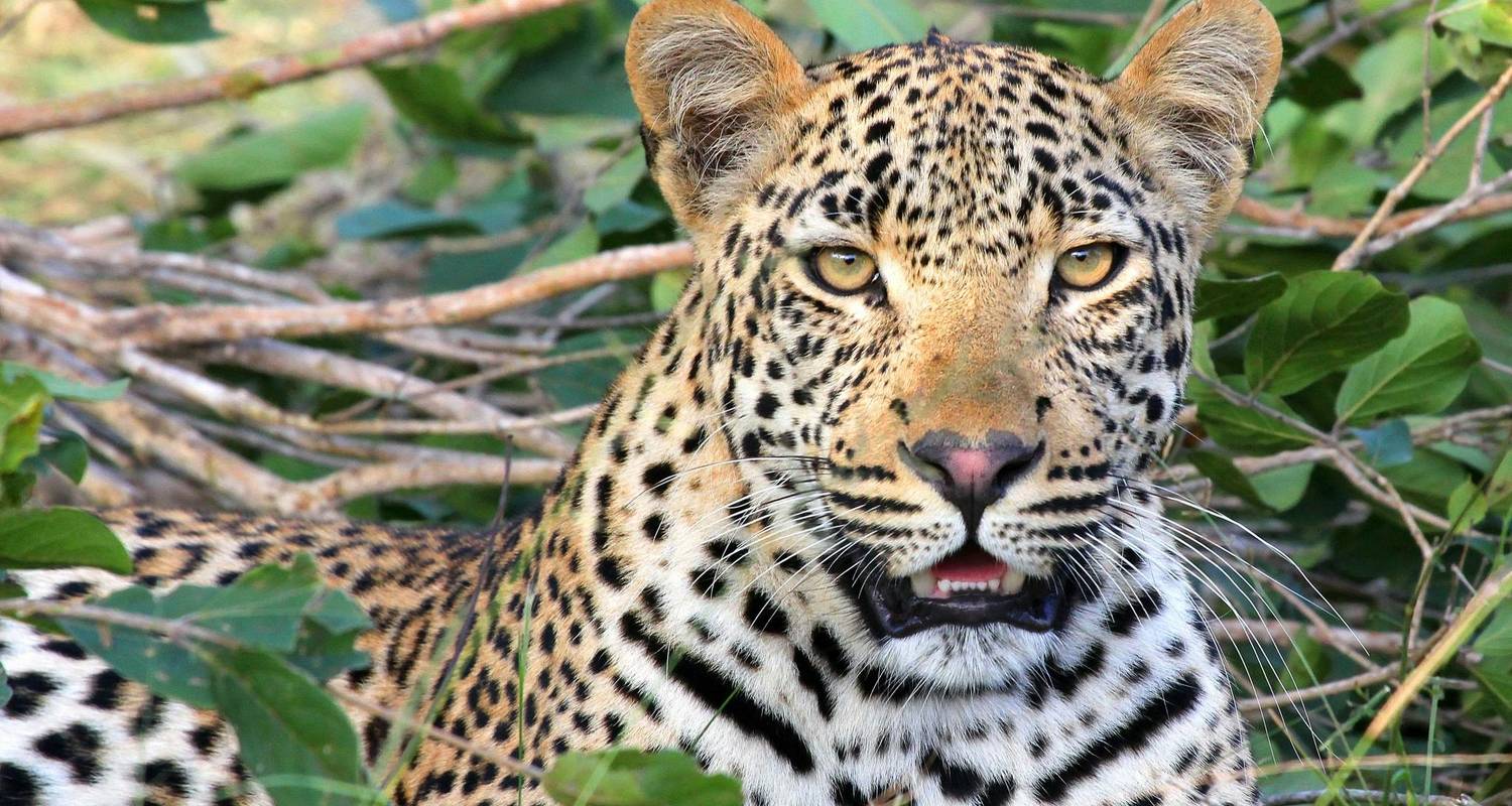 3-Weekse rondreis Kenia en Tanzania