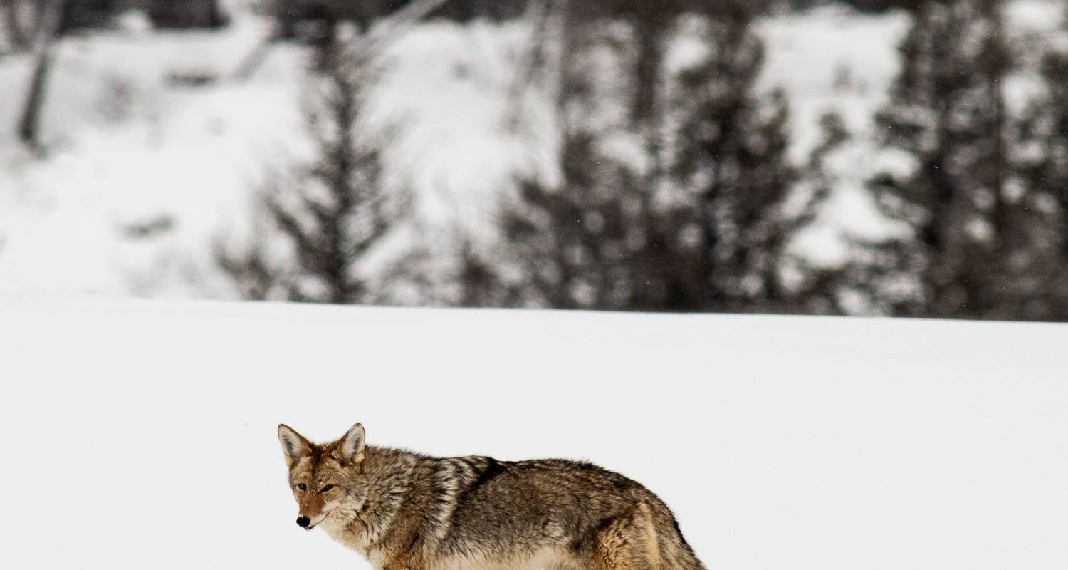 Aventure en motoneige à Jackson - Southwest Adventure Tours