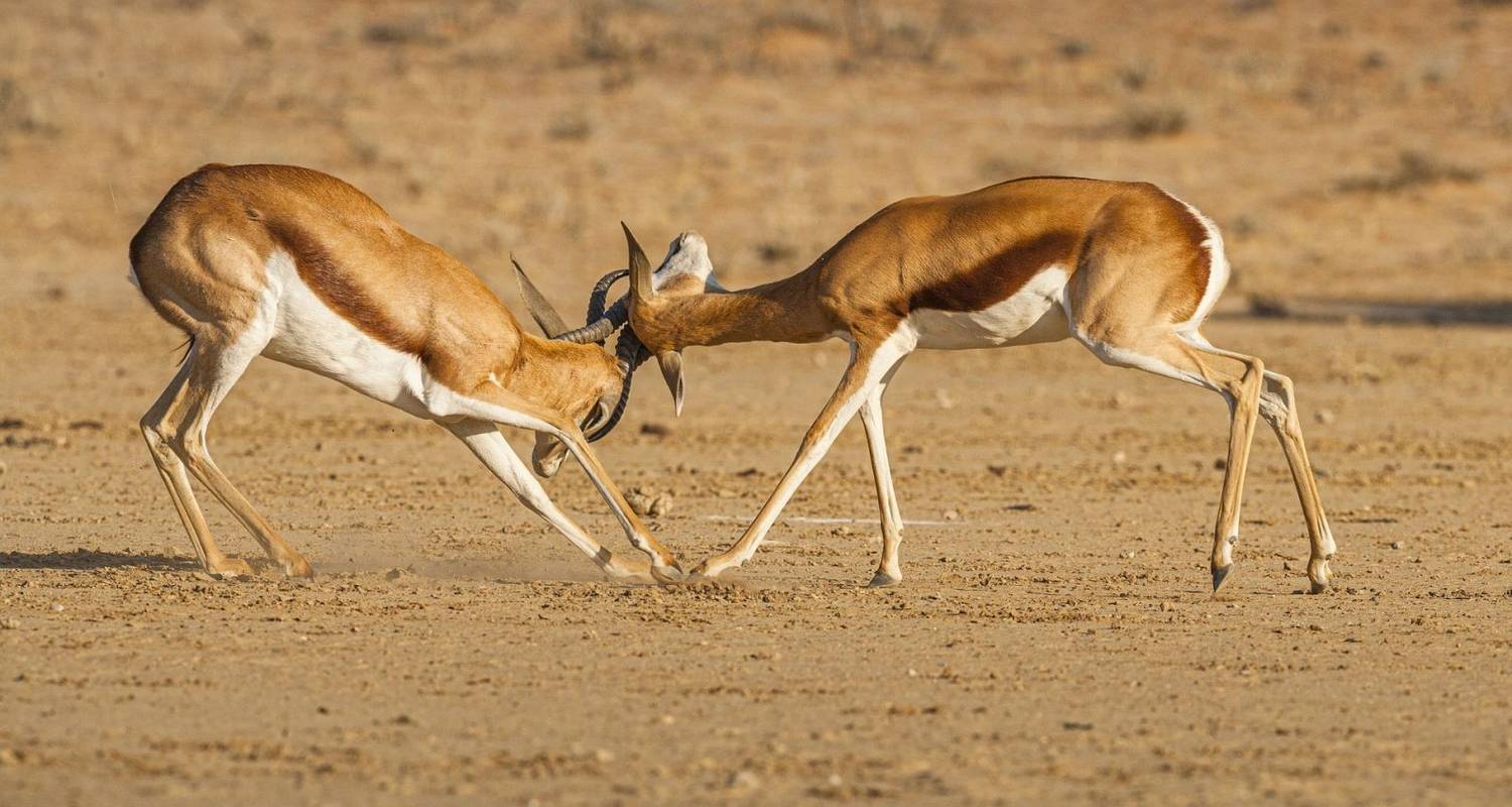 2-Weekse rondreis Botswana