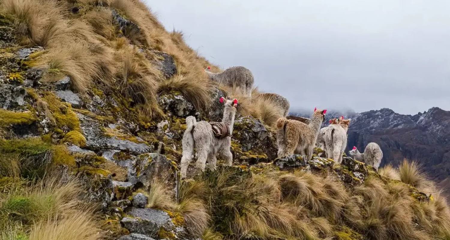 Circuits en Trek de Lares