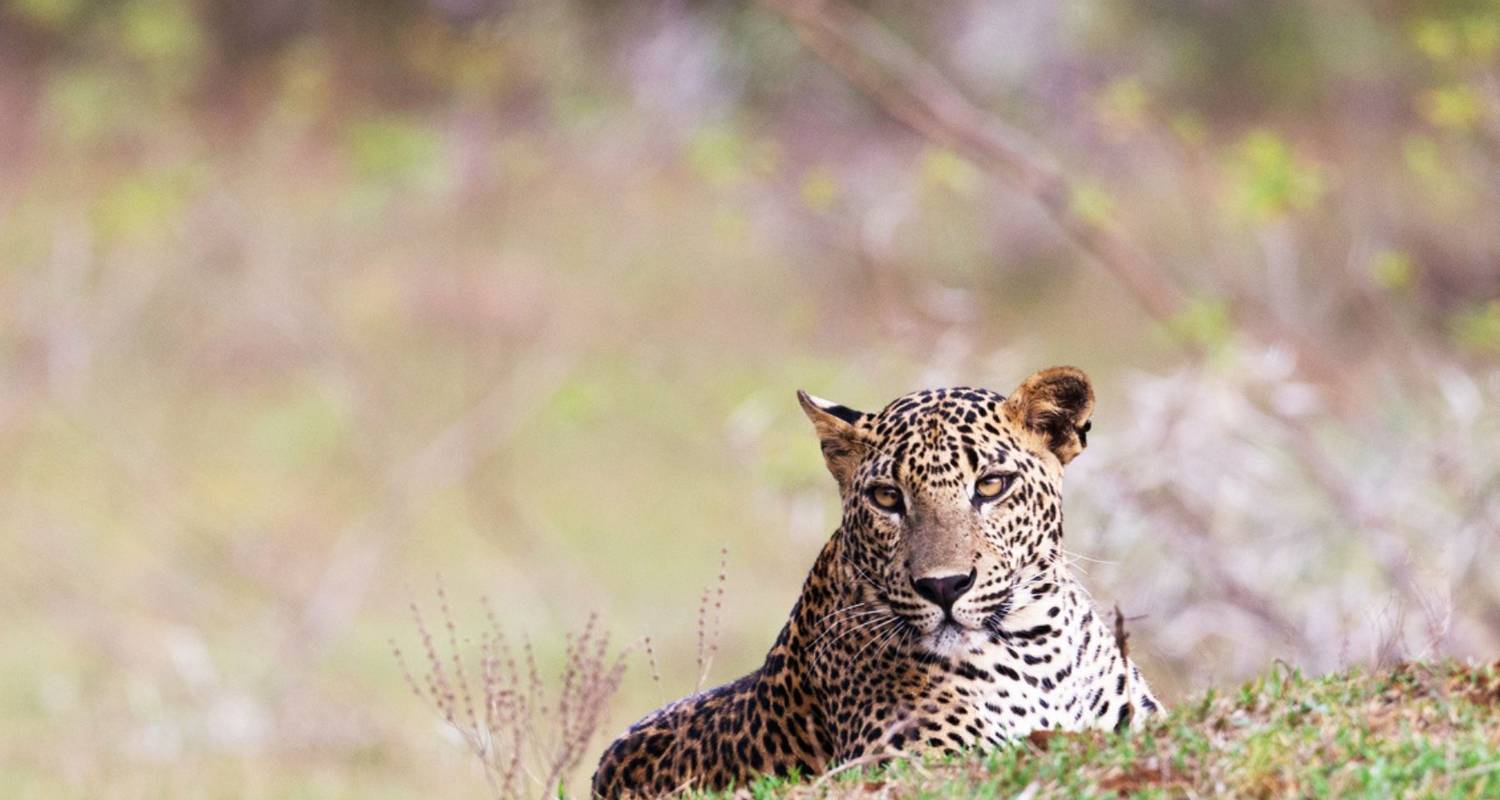 Yala Nationaal Park Rondreizen