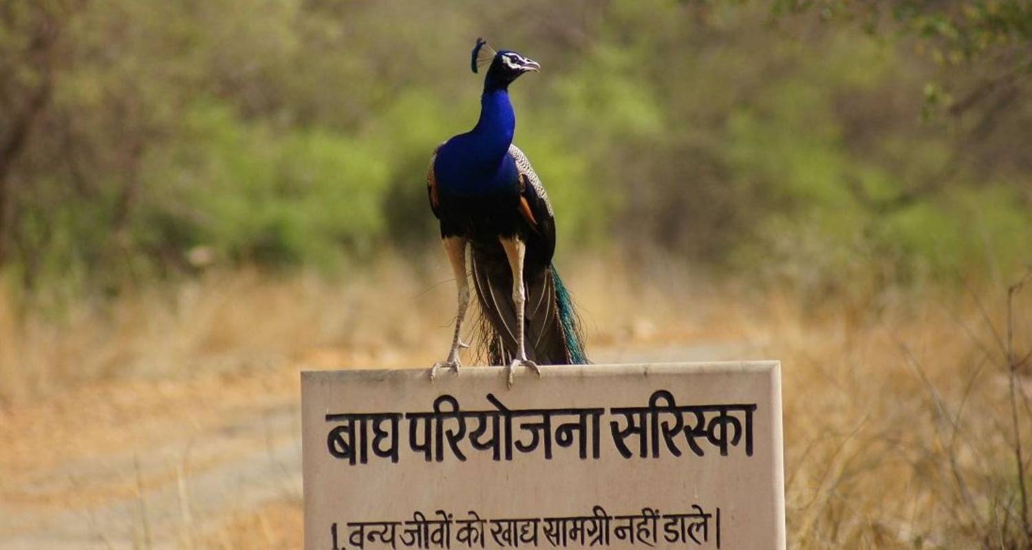 10-Daagse Rajasthan Rondreizen en Vakanties