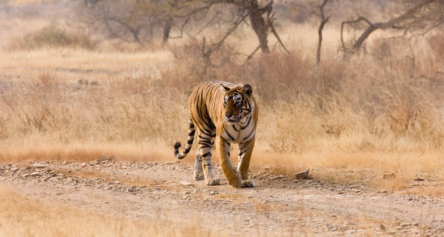 Safari Rondreizen in Gouden Driehoek