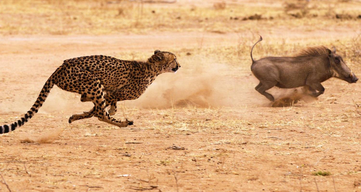 Karnataka Safaris