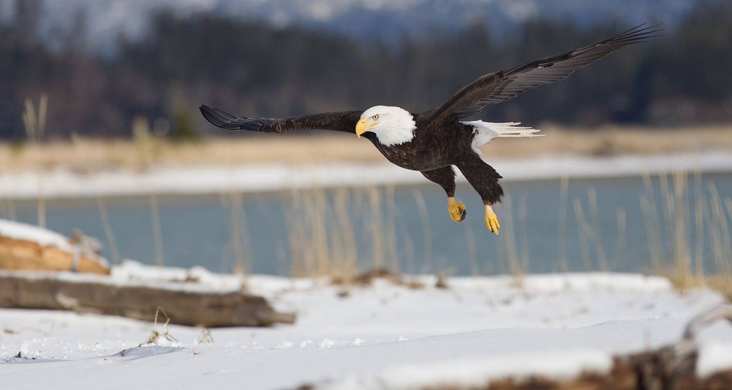 Natuur & Wilde Dieren Rondreizen in Alaska