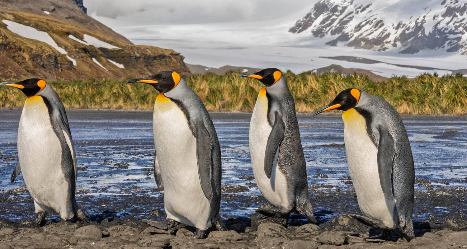 Circuitos en las Islas Malvinas
