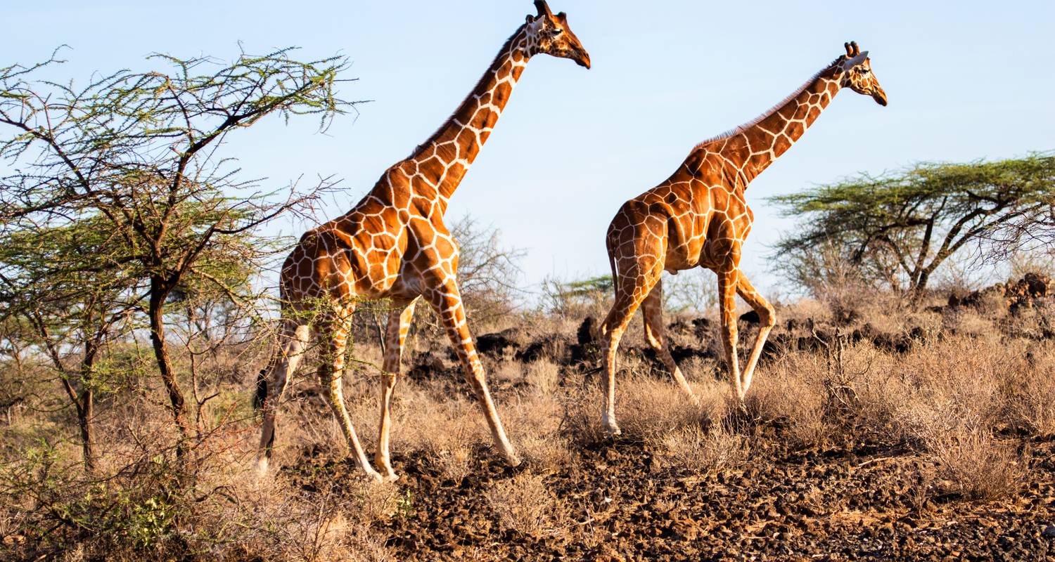 Circuitos por Kenia de 2 semanas