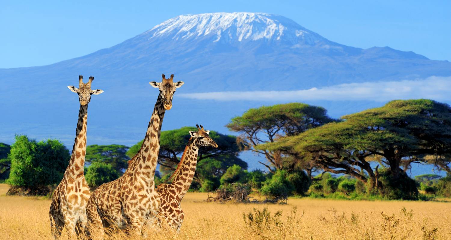 10 Tage Flitterwochen Safari