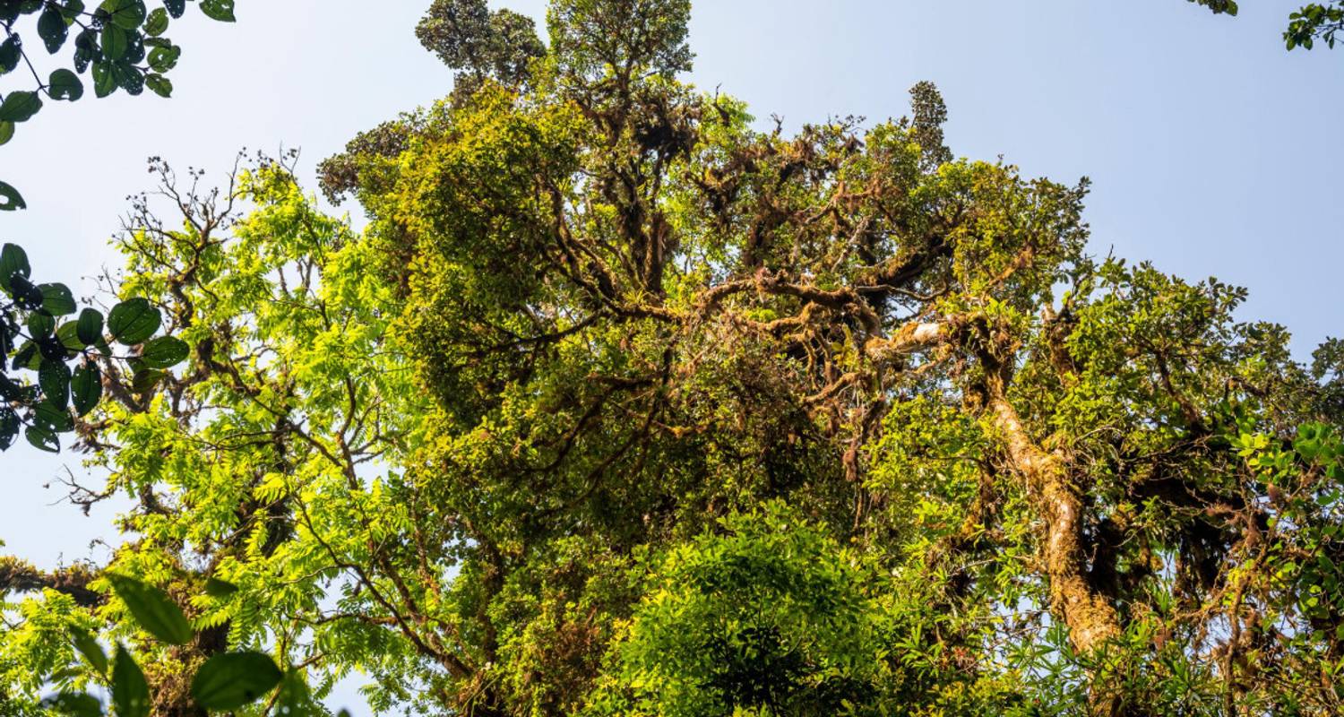Circuits en Monteverde