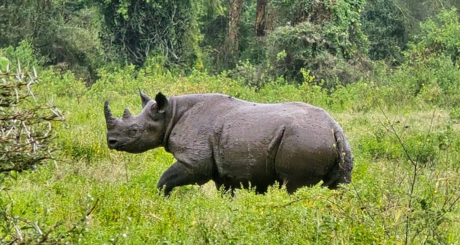 Safari Tours & Trips in Mount Kenya