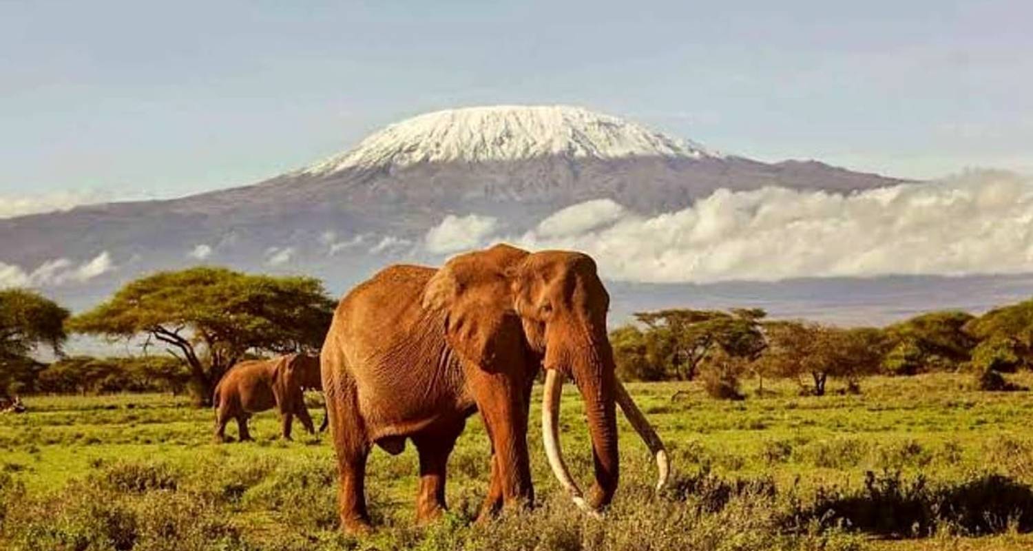 3-daagse safari in het Amboseli National Park. - Bencia Africa Adventure and Safaris