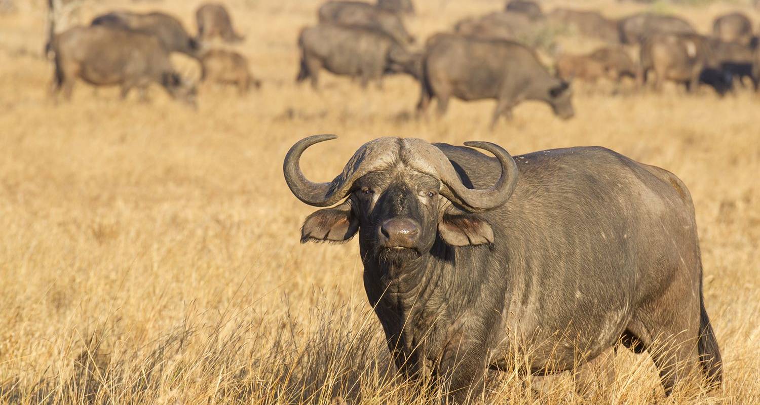Safari por el Kruger y ruta panorámica: 6 días - On The Go Tours
