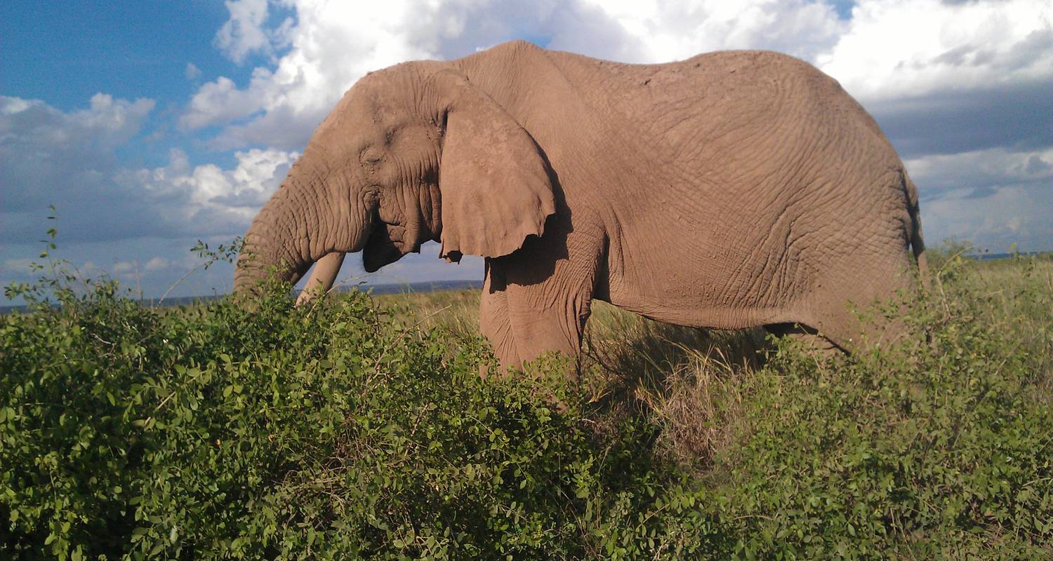 5 Tage Kilimandscharo Safari - Arlom Kenya Safaris