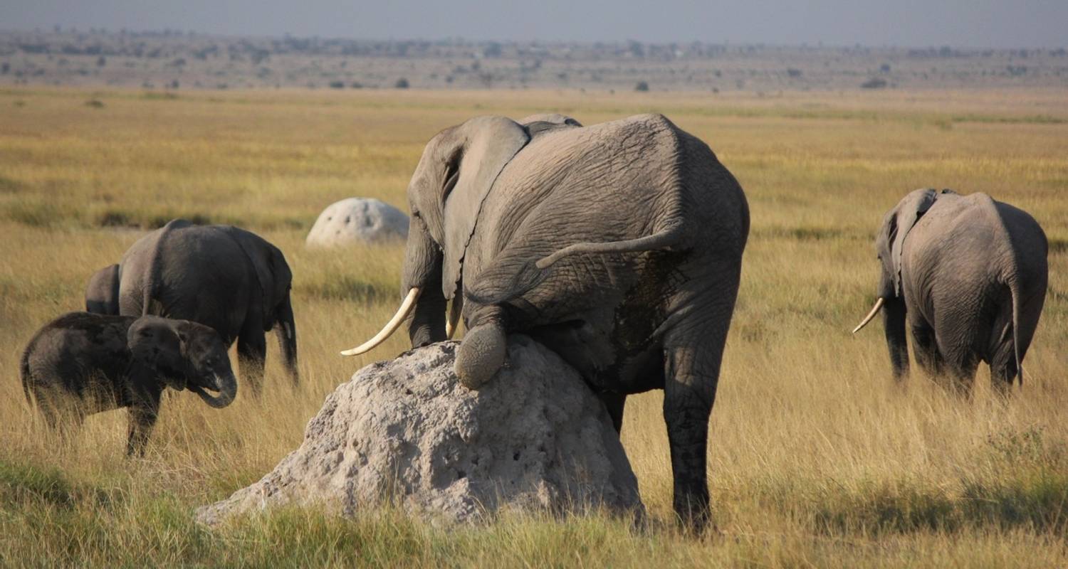 Amboseli Mini Safari - 3 Tage - Arlom Kenya Safaris