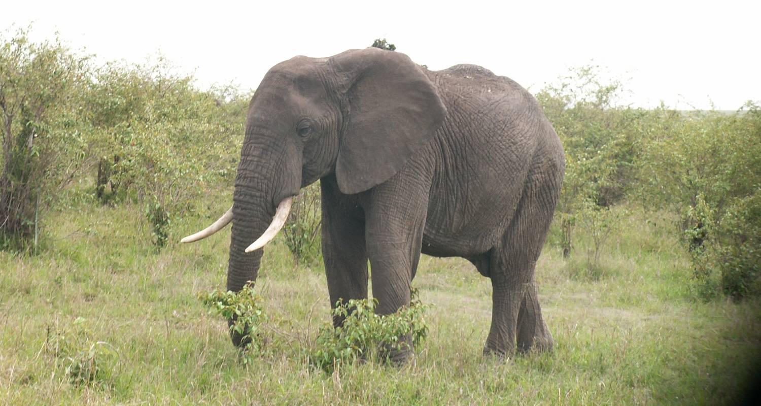 6 Days Masai Mara Classic Safari - Arlom Kenya Safaris