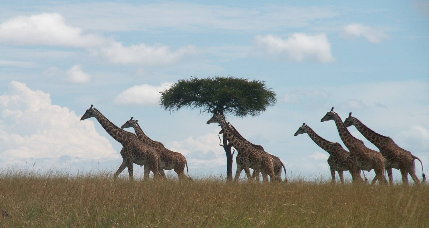 11 Days Great Kenya Safari - Arlom Kenya Safaris