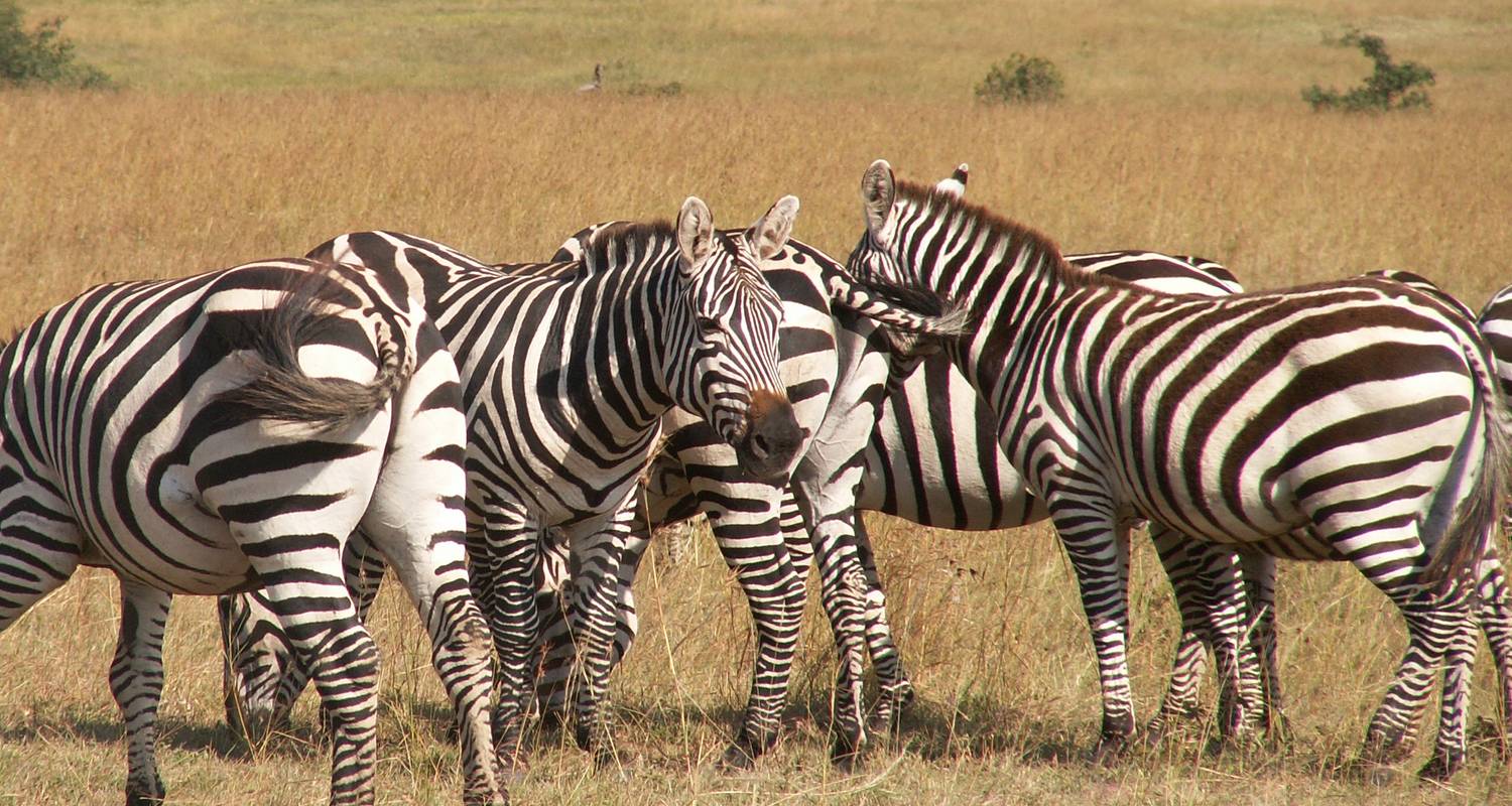 Flug-Safari in Masai Mara - 2 Tage - Arlom Kenya Safaris