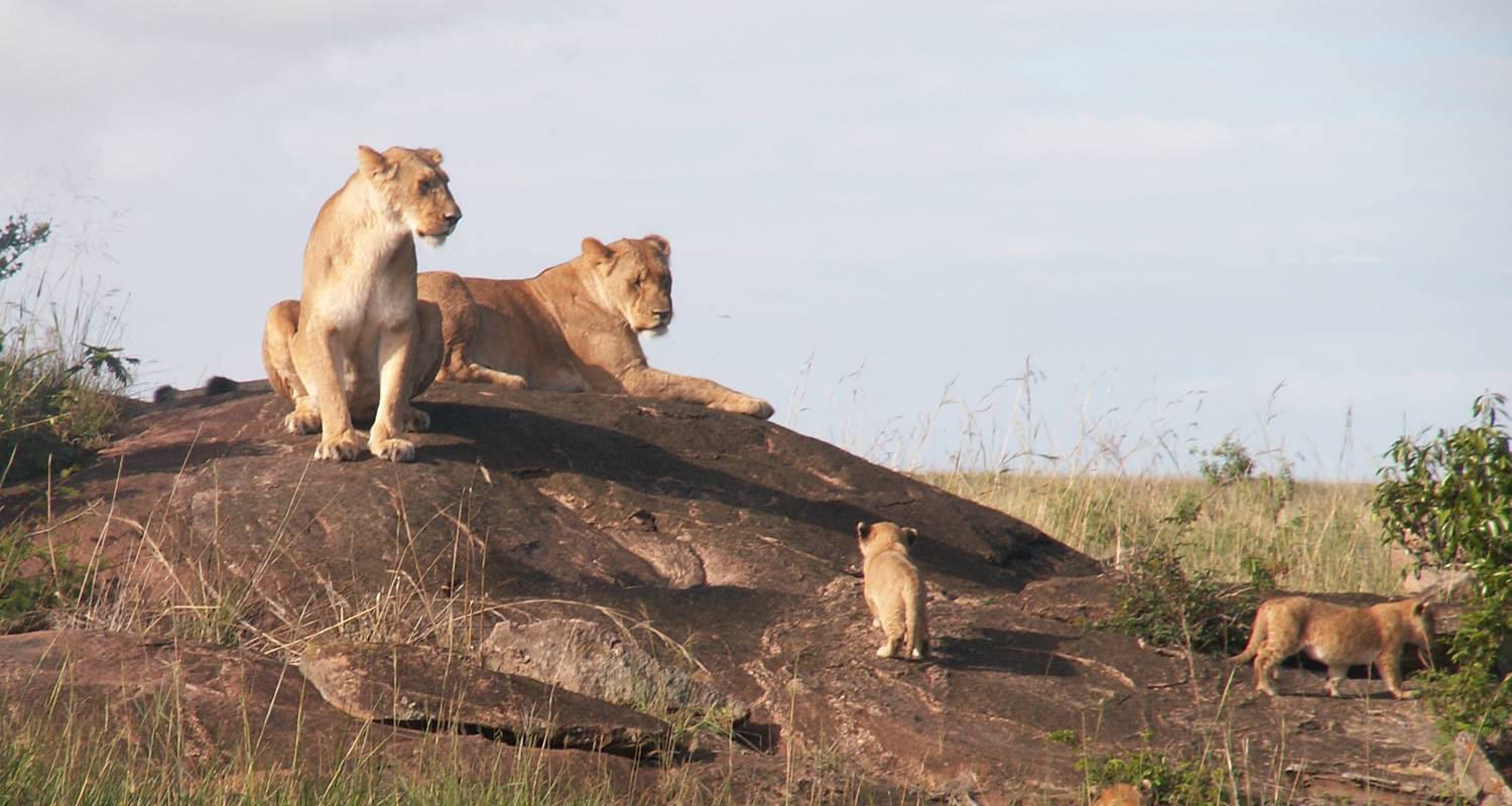 Masai Mara Flug-Safari - 4 Tage - Arlom Kenya Safaris