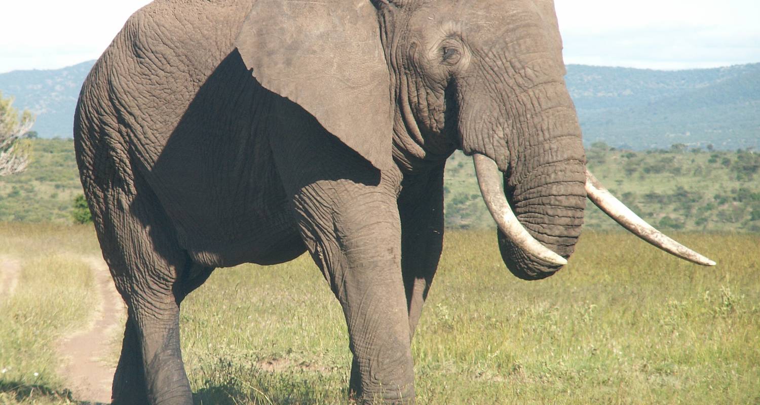 4 Days Kenya and Tanzania Elephant Trail Safari - Arlom Kenya Safaris