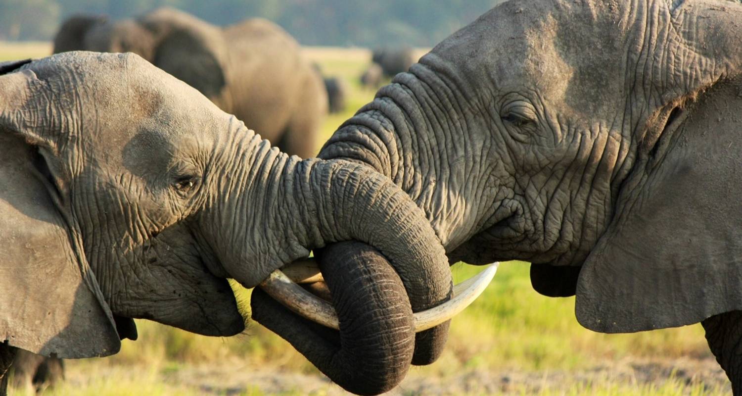 10 days Safari in Kenya and Tanzania's most famous reserves - Arlom Kenya Safaris