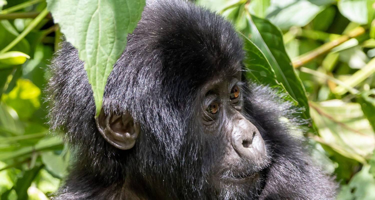 Central African Republic Tours & Trips