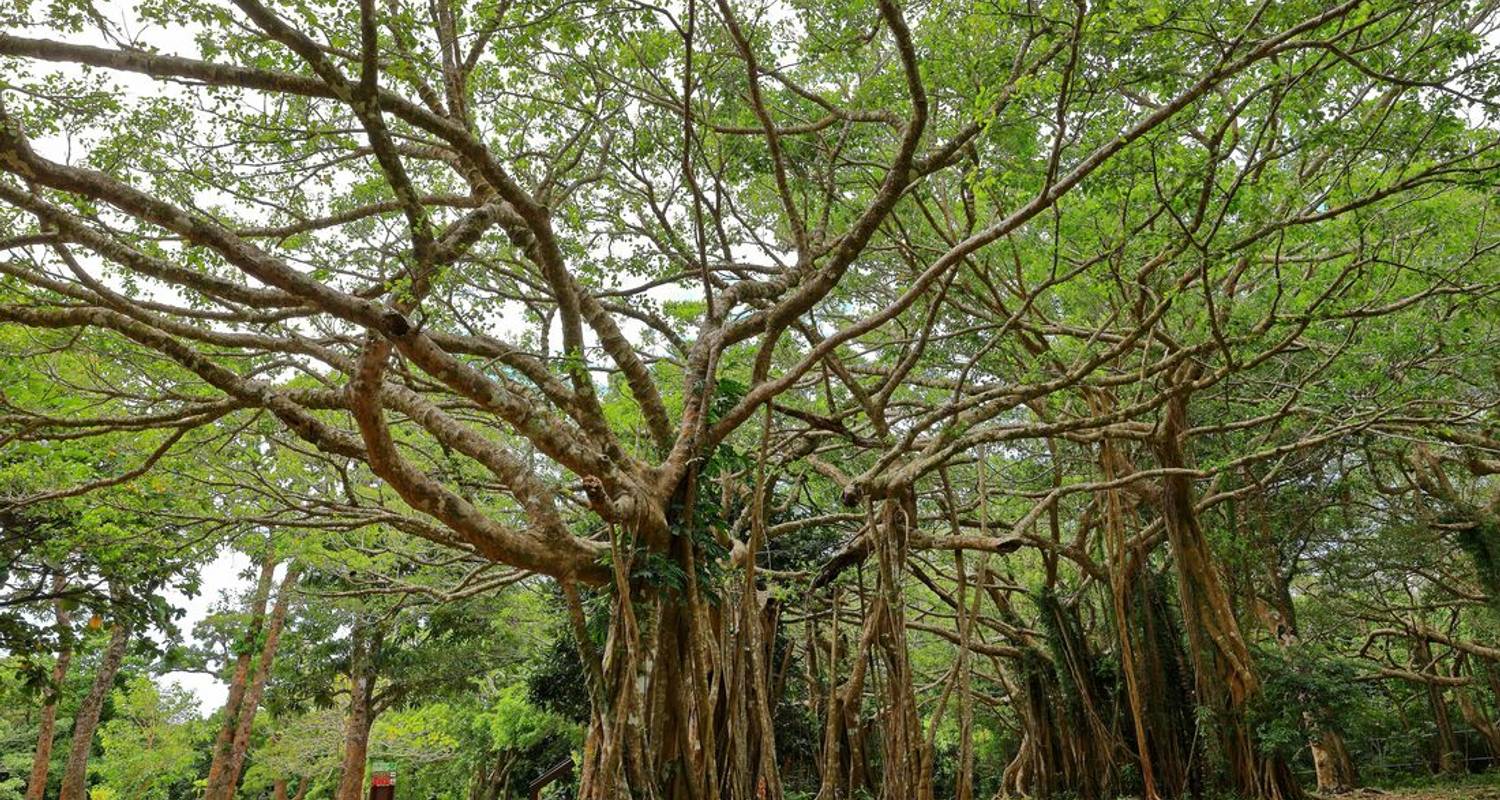 Taiwan Tours for Seniors
