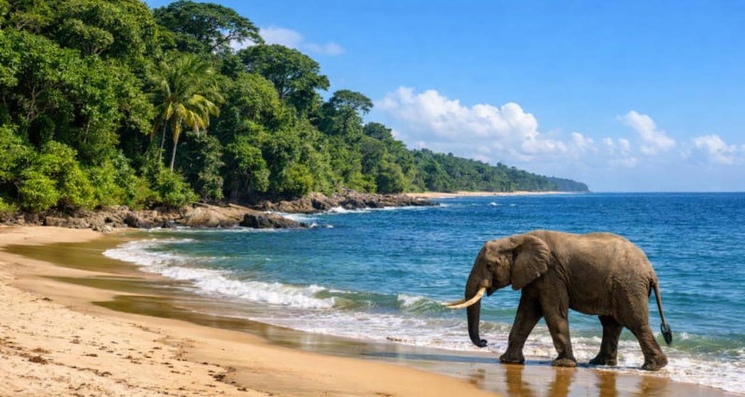 Selva tropical Safaris