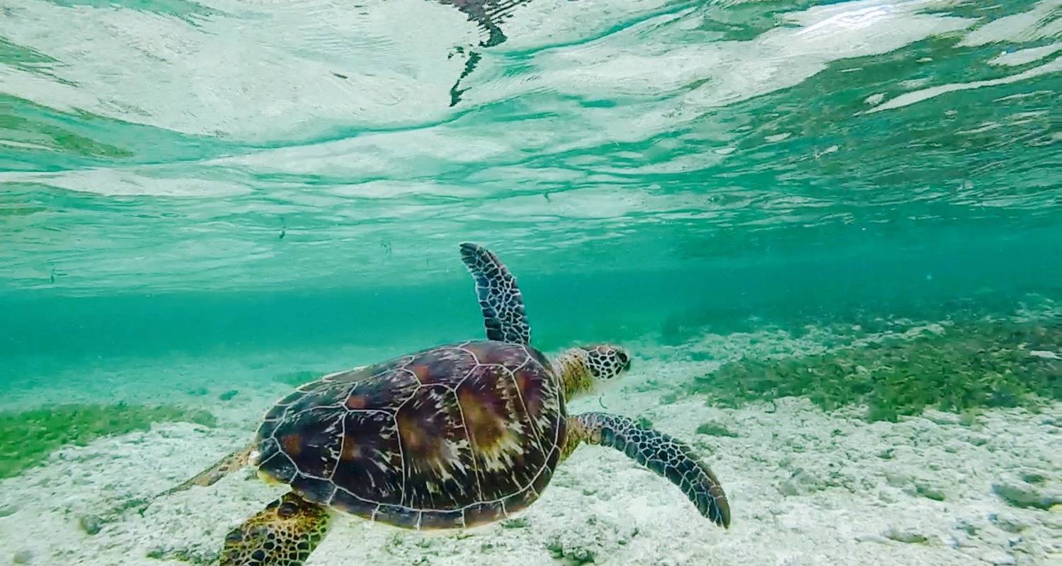 Tauchen & Meeresschutz auf den Seychellen - GVI