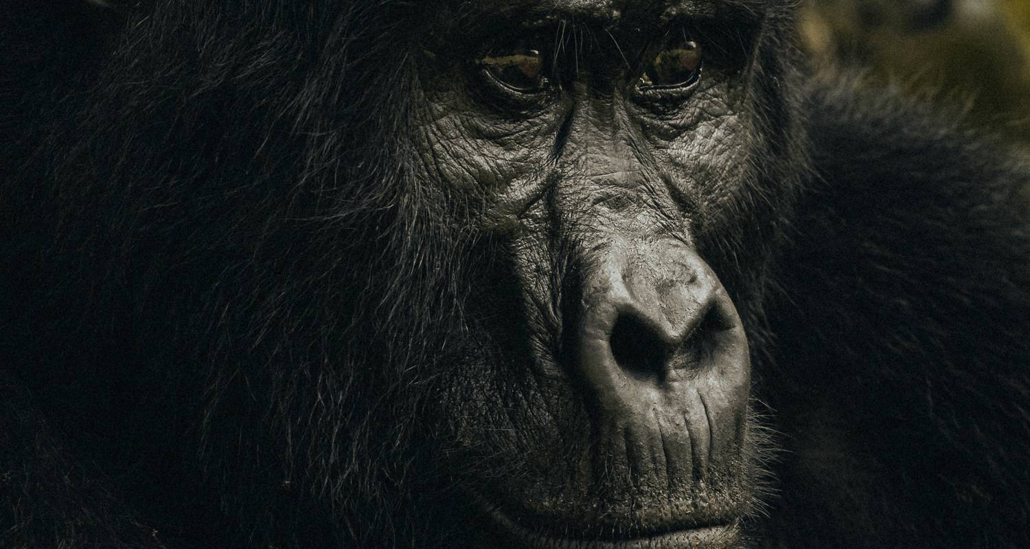 Uganda Chimpanzees, Wildlife & Gorillas - GoExplore Safaris