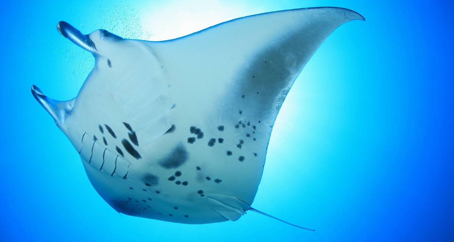 Maldives Marine Escape - 5 days - On The Go Tours