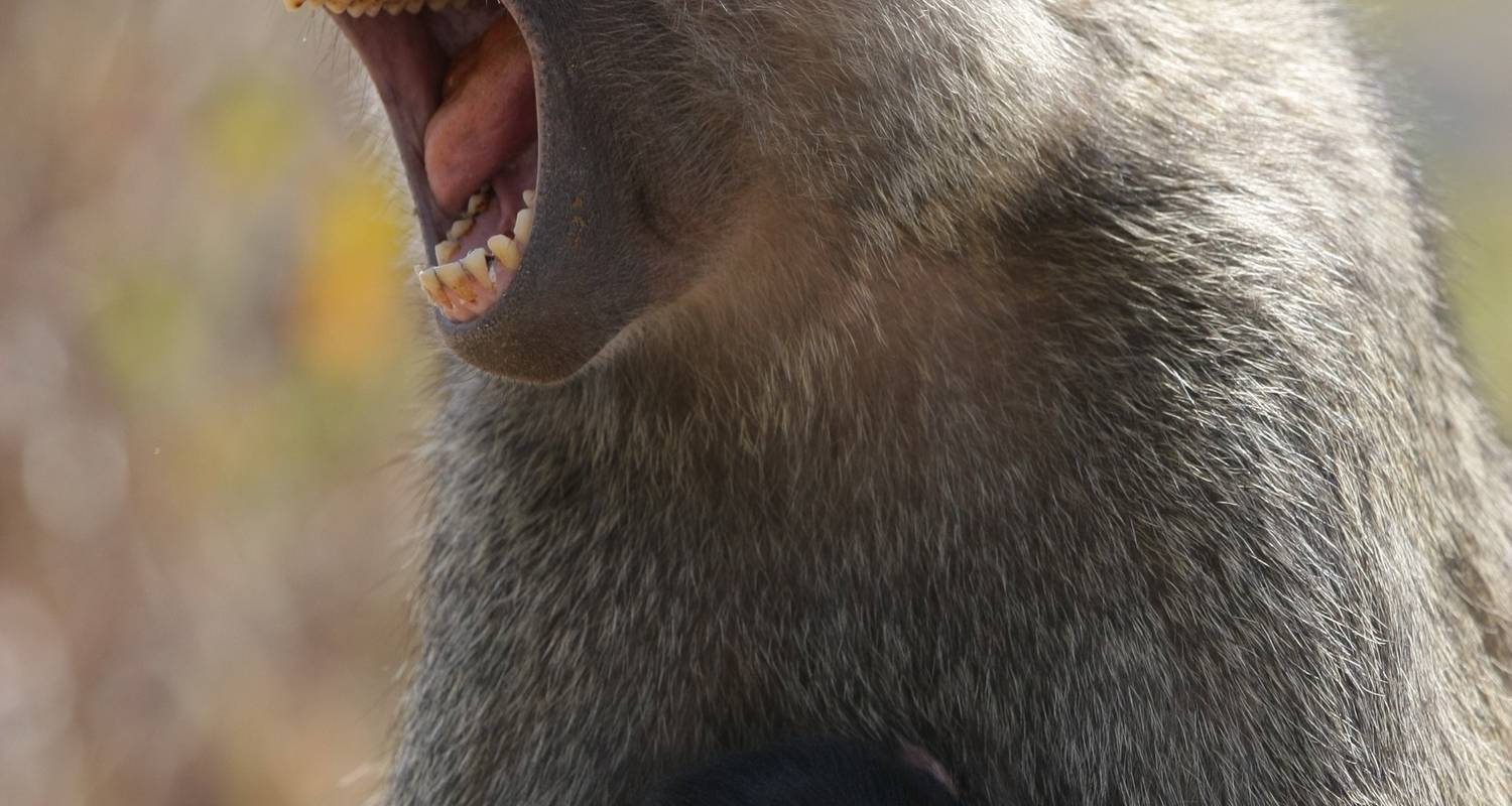 Lake Manyara und Ngorongoro Krater - Shine Tours And Travel