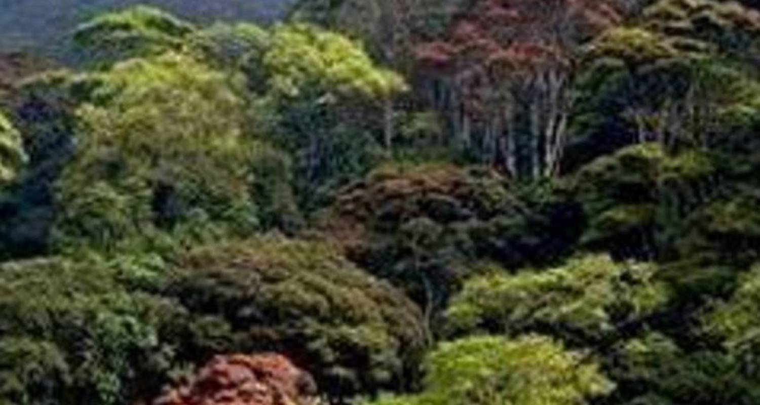 Ndelemai bosreservaat 7-8 uur - Shine Tours And Travel