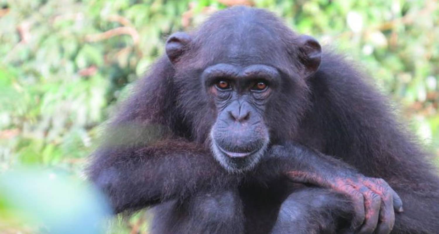 Westafrika Entdeckungsreise (Freetown nach Dakar) - Dragoman Overland