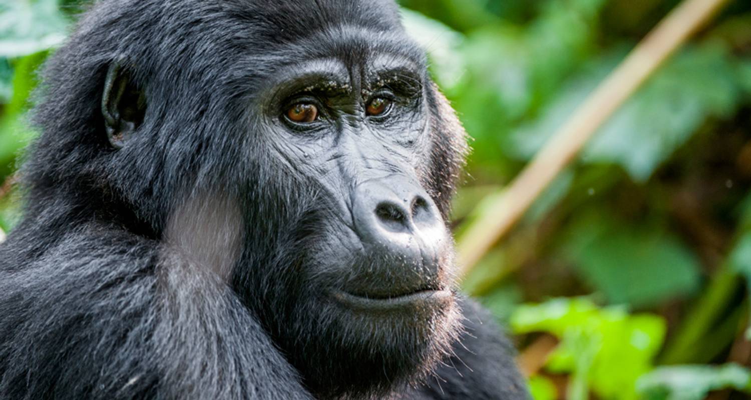 Ethiopia, Gorillas & the Cape (Gondar to Cape Town) - Dragoman Overland