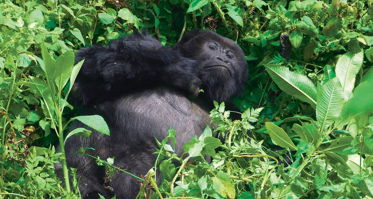 14 Day Gorilla Encounter - Topdeck