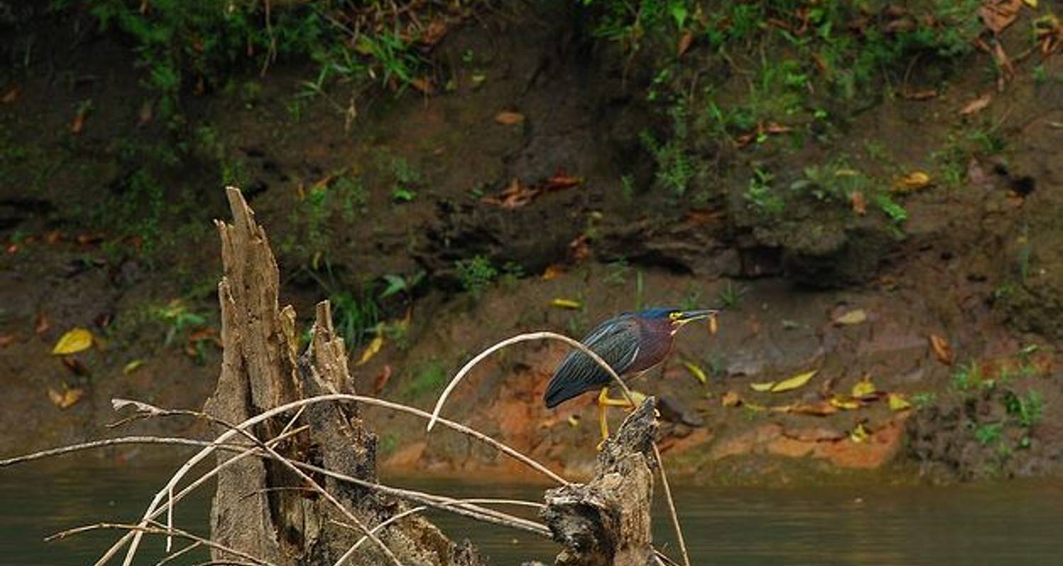 Watching Bird Tours - Marvelus Travel