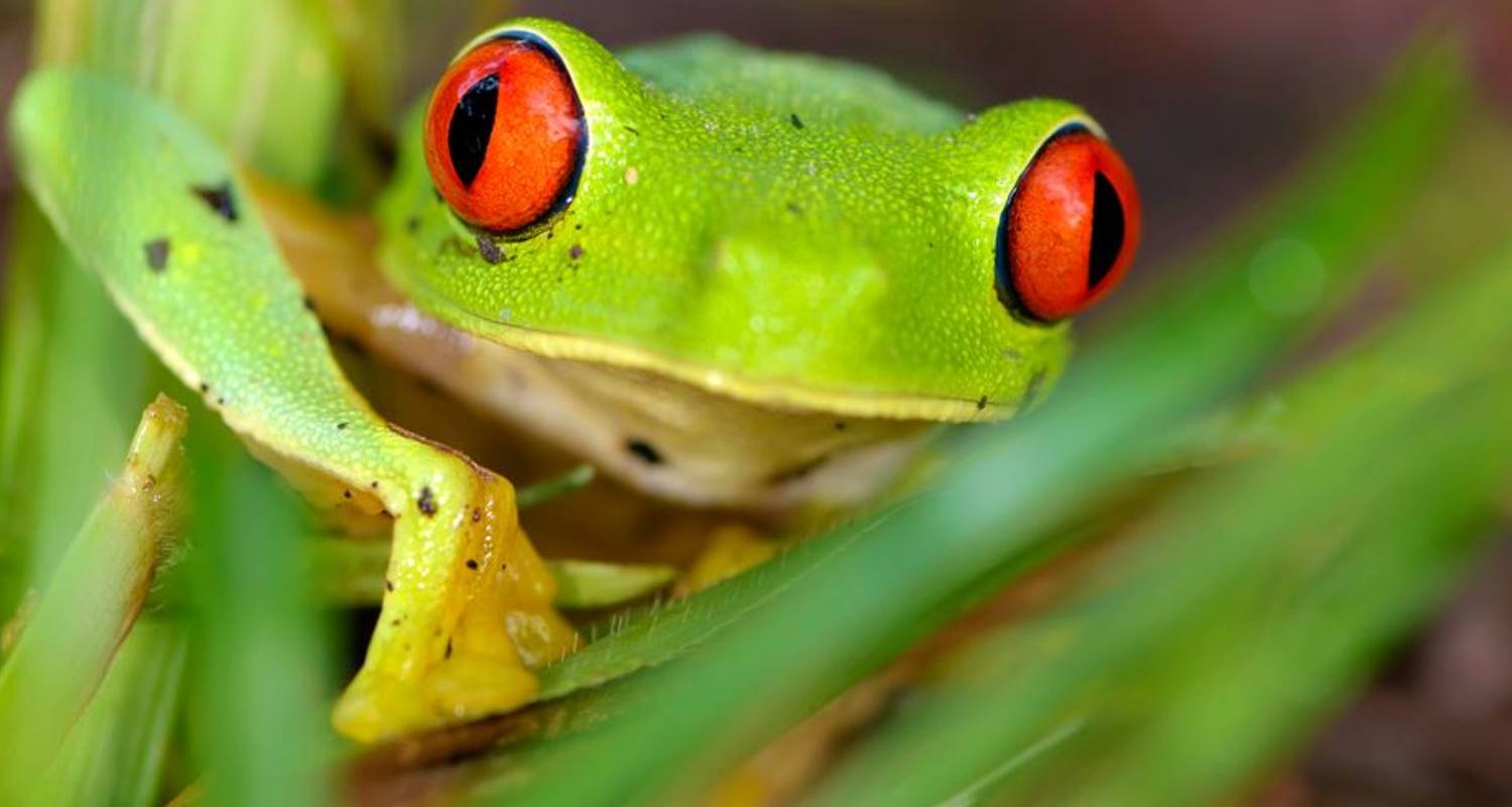 Natural Wonders of Costa Rica with Guatemala & Manuel Antonio - Globus
