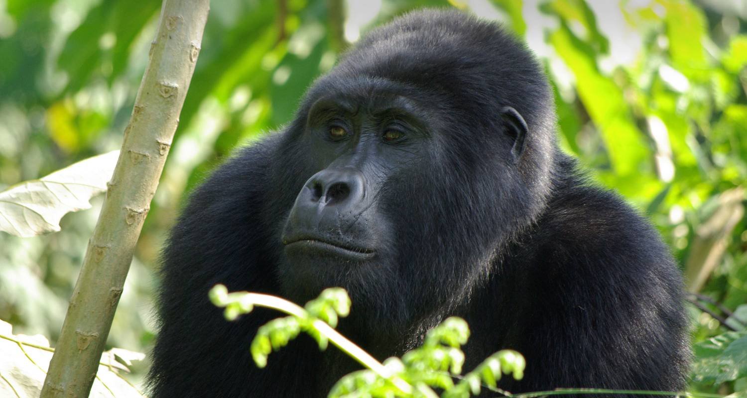 Gorilla Trek Independent Adventure (including Kampala) - G Adventures