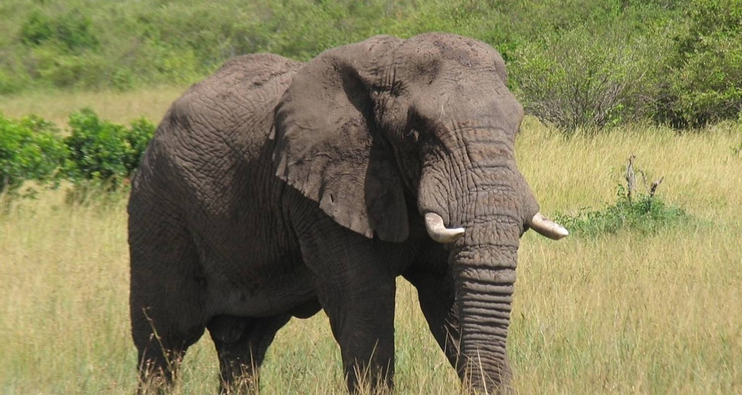 Ngorongoro Krater, Maasai Village & Arusha - 3 Tage - Kili Base Adventures
