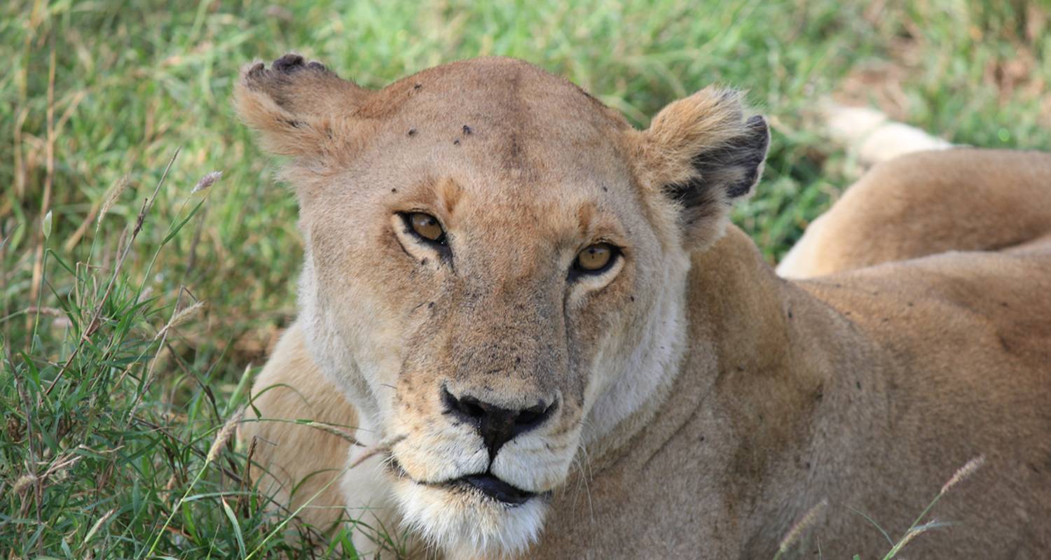 Kenya & Tanzania Safari - Intrepid Travel