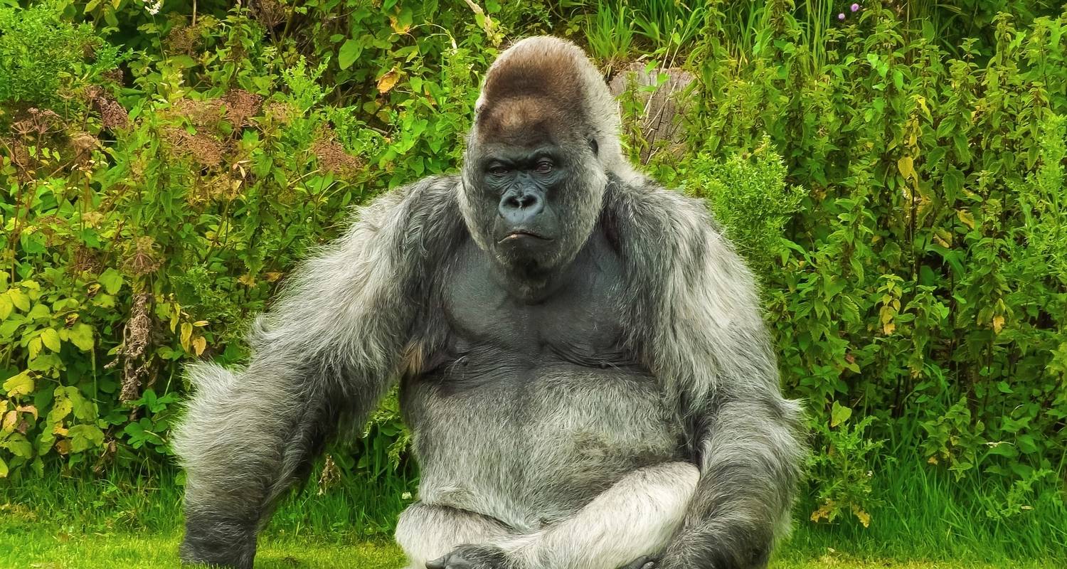 Una semana en tierras de gorilas - Absolute Africa