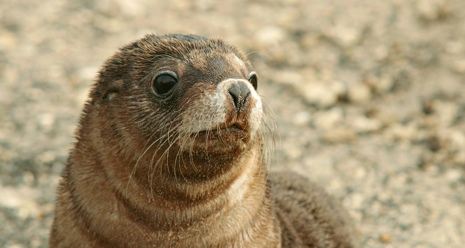 Kangaroo Island Abenteuer - Adventure Tours Australia