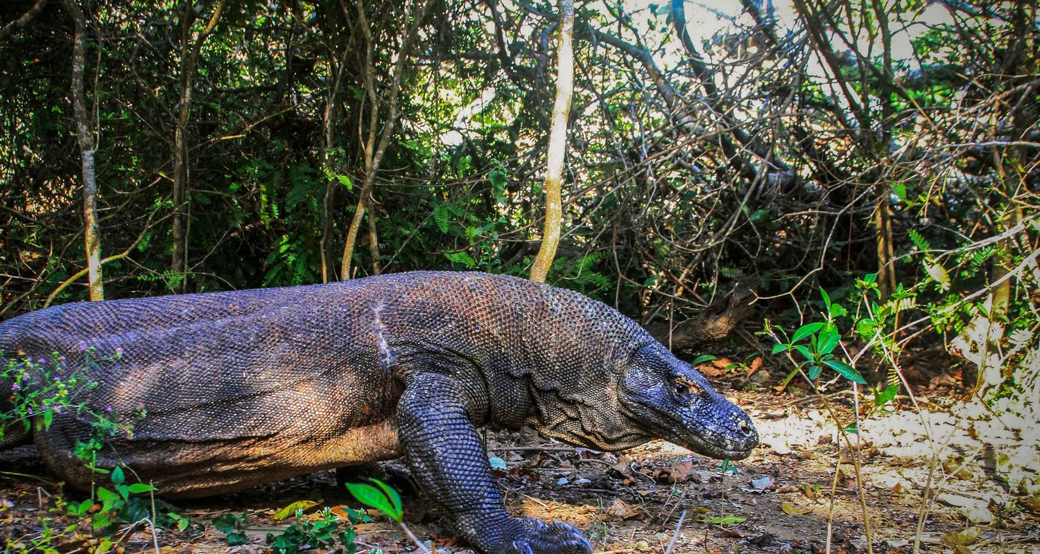 Best of Flores & Komodo - G Adventures